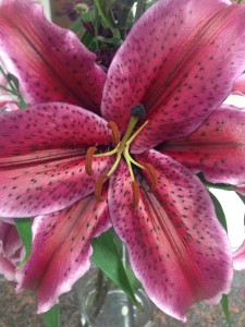 Lily -Flower