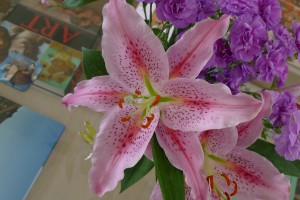 Pink Flower - Lilly