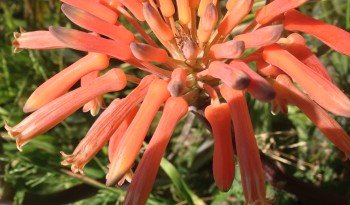 Orange Flower Oakland, CA 2017