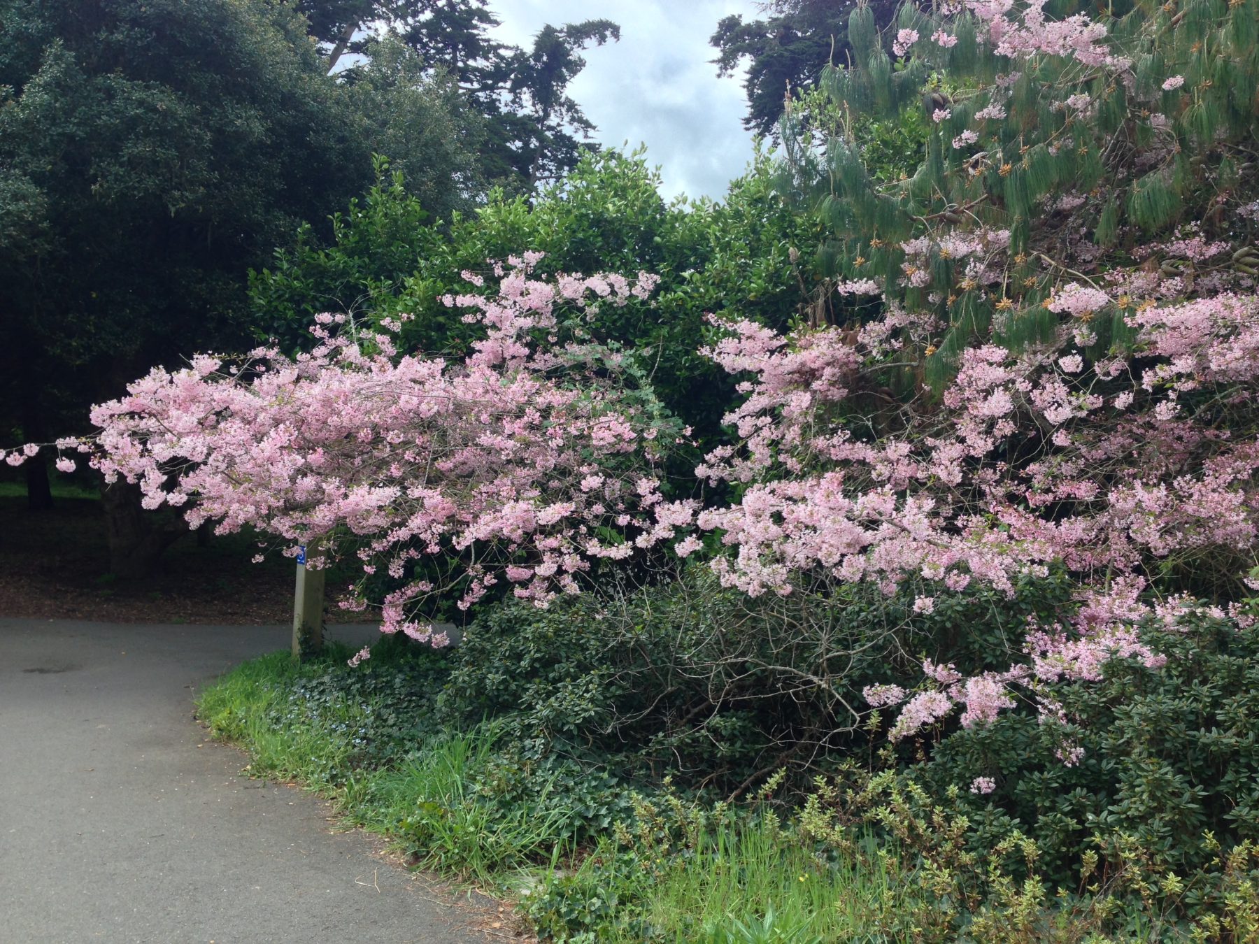 Cherry Blossoms, GG Park, San Francisco, CA