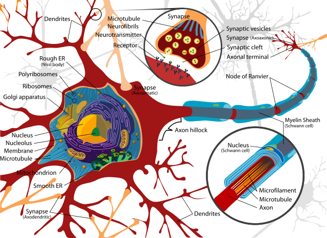 Illustration of typical multipolar neuron