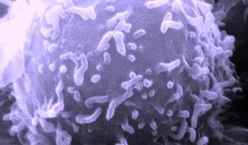 Electron microscopic image of a single human lymphocyte. Type: Black & White Print