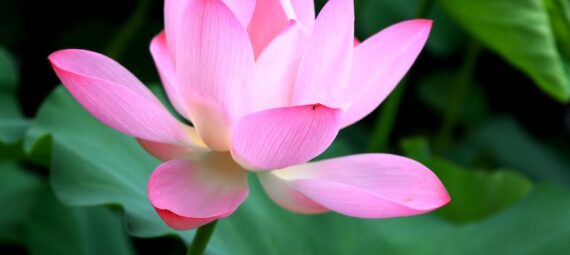 sacred lotus flower in green foliage