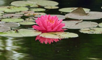 pink lotus flower on the water surface
