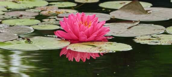 pink lotus flower on the water surface