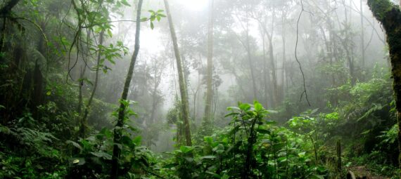 rainforest surrounded by fog