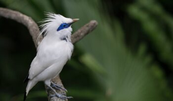 selective focus photography of bali myna perching on branch