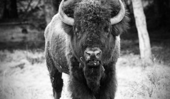portrait of an american bison standing outdoors