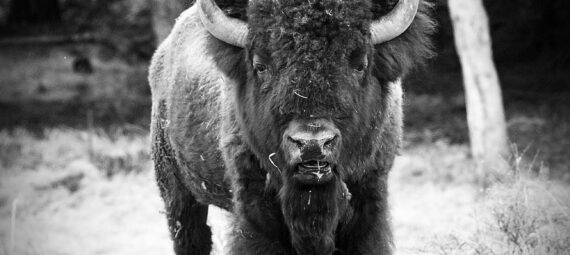 portrait of an american bison standing outdoors