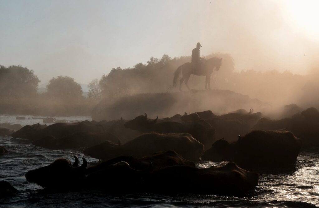 man on horse and buffalo in river