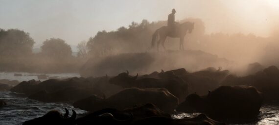 man on horse and buffalo in river