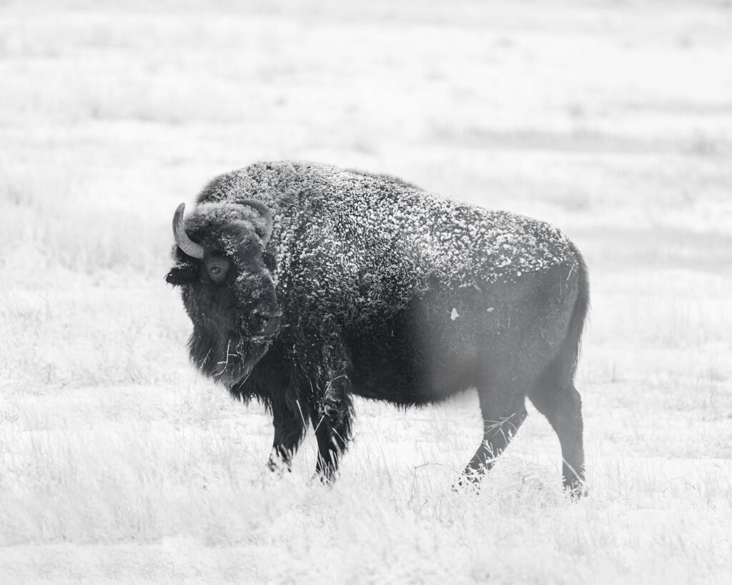 american bison standing outdoors