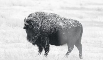american bison standing outdoors