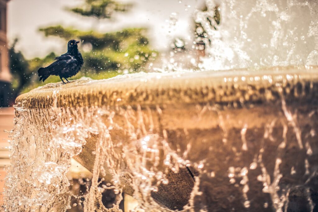 shallow focus photo of black bird bathing on a water fountain