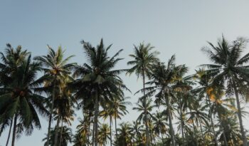 coconut trees under blue sky at daytime