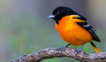 close up shot of a baltimore oriole bird perched on the branch