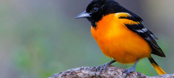 close up shot of a baltimore oriole bird perched on the branch