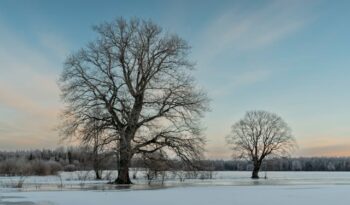 Photo by Raul Kozenevski: https://www.pexels.com/photo/idyllic-winter-landscape-with-bare-trees-29687400/