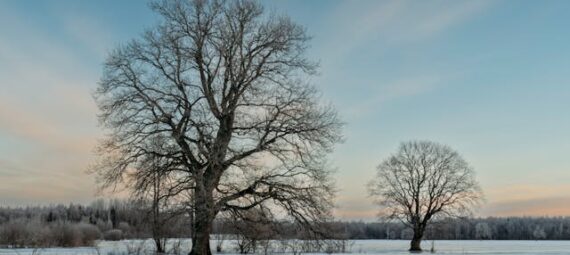 Photo by Raul Kozenevski: https://www.pexels.com/photo/idyllic-winter-landscape-with-bare-trees-29687400/