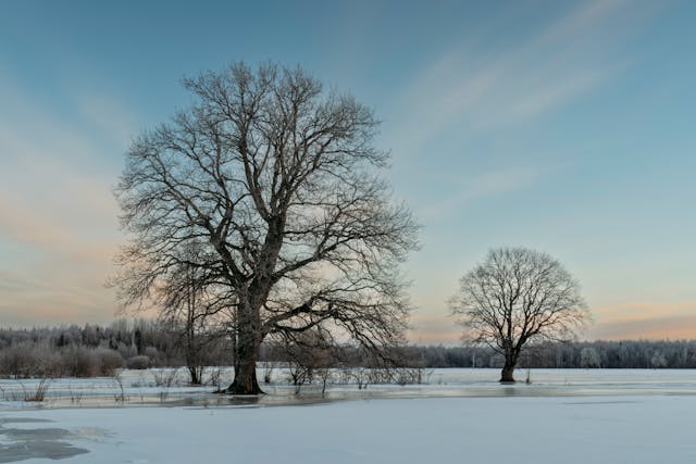 Photo by Raul Kozenevski: https://www.pexels.com/photo/idyllic-winter-landscape-with-bare-trees-29687400/